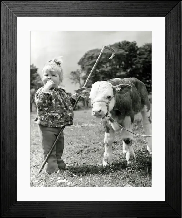 Framed Print : Little toddler Anne Young (18 months) makes friends with Skerrington Alpha Framed Print : Little toddler Anne Young (18 months) makes friends with Skerrington Alpha