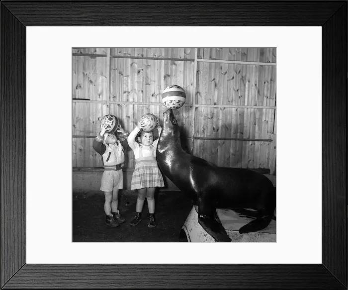 Framed Print : Two small children try to mimic the ball skills of one of Billy Smarts Circuses Sea Lion Framed Print : Two small children try to mimic the ball skills of one of Billy Smarts Circuses Sea Lion