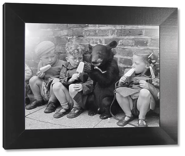 Biffo a Himalayan mountain bear seen here enjoy a ice lolly with the children. July 1953