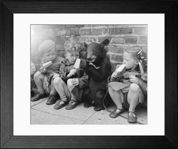 Framed Print : Biffo a Himalayan mountain bear seen here enjoy a ice lolly with the children. July 1953