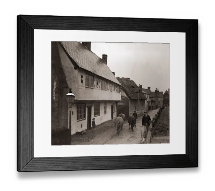 Framed Print : Cattle being herded down a village street Framed Print : Cattle being herded down a village street