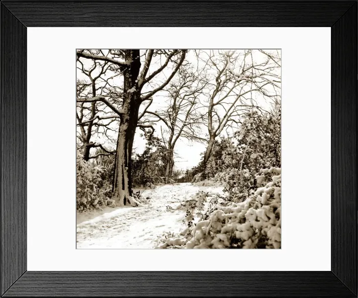 Framed Print : Winter Scene Snow Trees Weather Framed Print : Winter Scene Snow Trees Weather