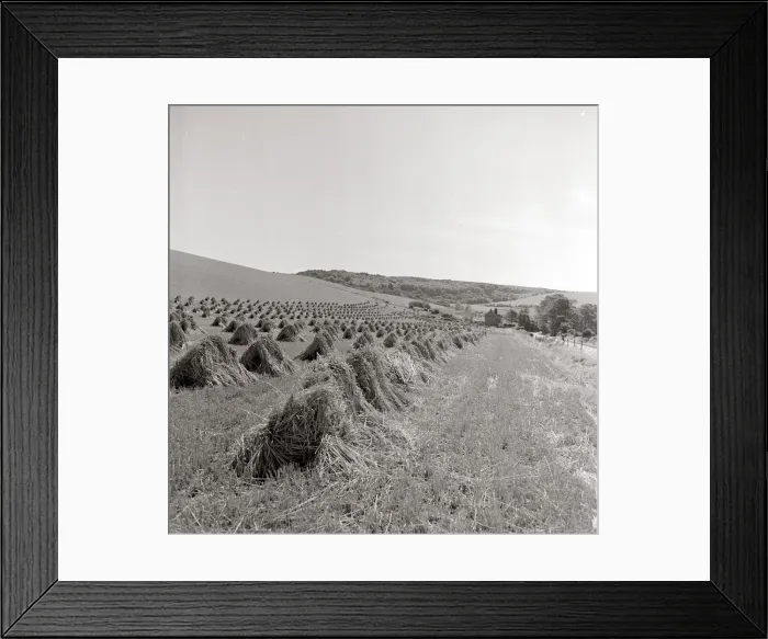 Framed Print : Scene in an English field in East Sussex