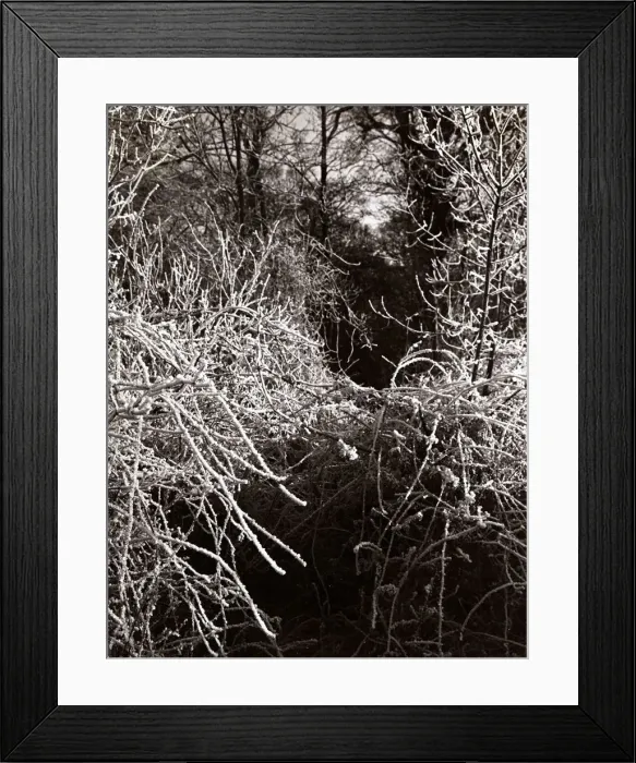 Framed Print : Frost Hadley Wood - Seasons - Winter Trees Tree Framed Print : Frost Hadley Wood - Seasons - Winter Trees Tree
