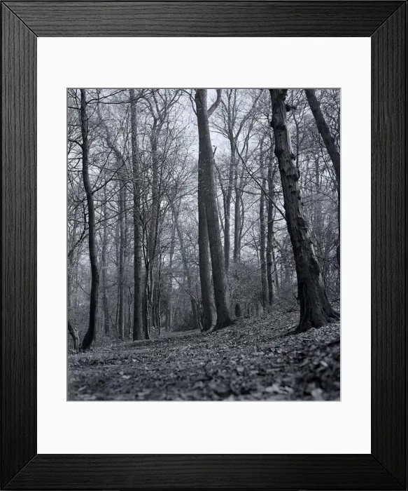 Framed Print : Oakhill Park East Barnet Woods outside plantlife Plants