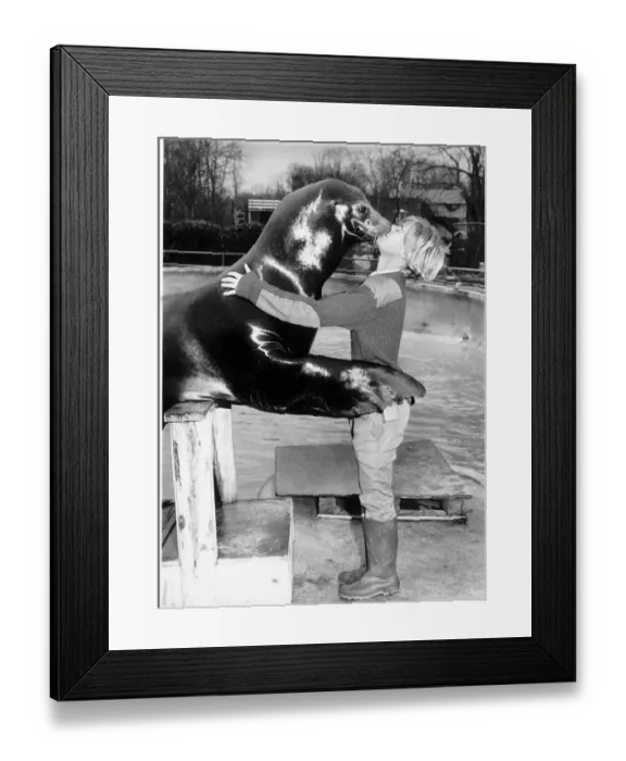 Framed Print : Sealion Jingles kissing Windsor Safari Park ranger Sian Stangeways Framed Print : Sealion Jingles kissing Windsor Safari Park ranger Sian Stangeways
