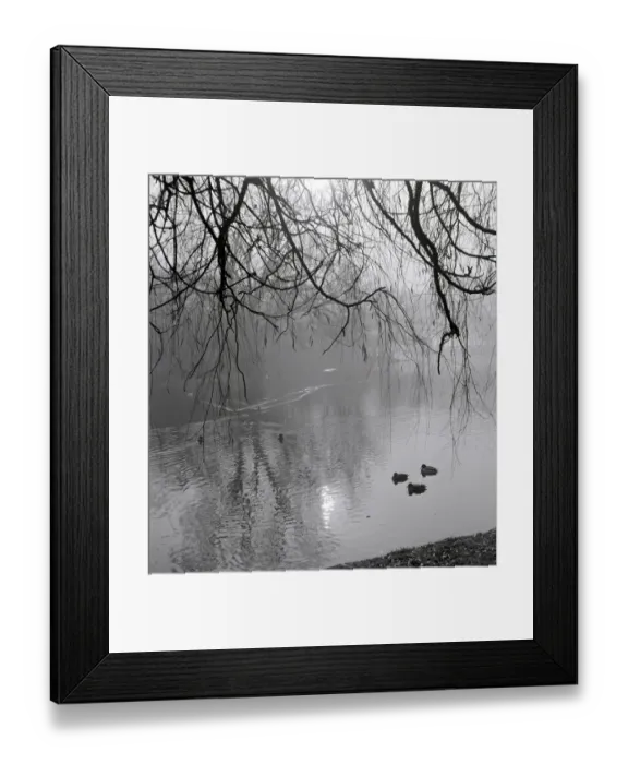Framed Print : Ducks passing under Willow branches in a pond in Hertfordshire Wintry gloom