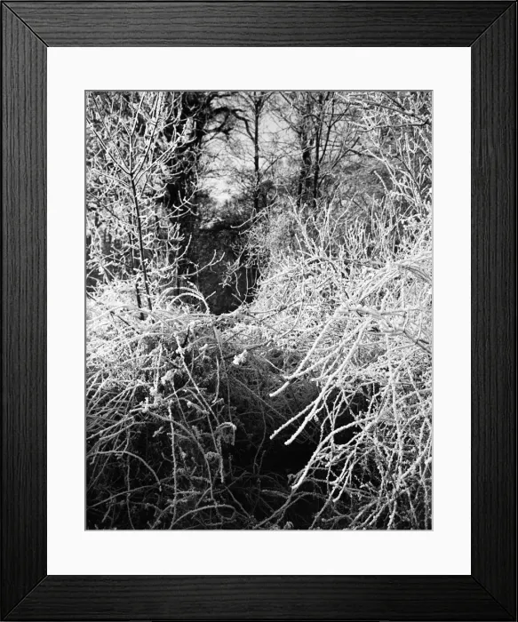 Framed Print : A hoare frost clings to the trees and hedgerows surrounding the sleepy Hertfordshire of
