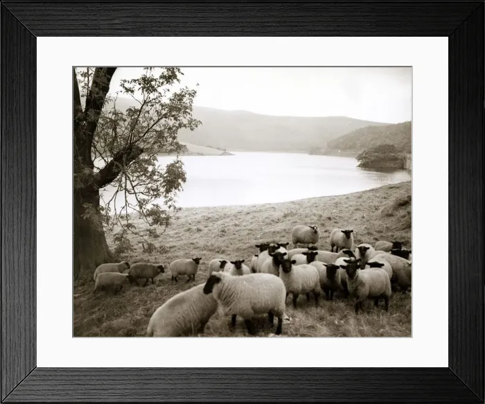 Framed Print : Ladybower Reservoiron the Snake Road to Sheffield. scenic - river lake hills trees Framed Print : Ladybower Reservoiron the Snake Road to Sheffield. scenic - river lake hills trees