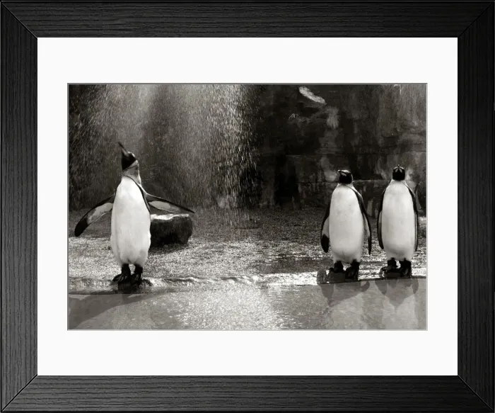 Framed Print : A Penguin flapping his wings as he gets a shower in the rain at Bristol zoo August Framed Print : A Penguin flapping his wings as he gets a shower in the rain at Bristol zoo August