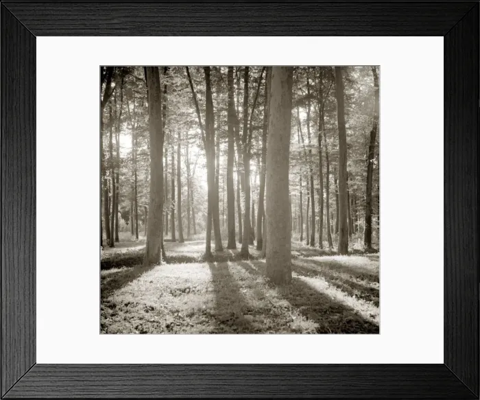 Framed Print : Sunlight shining through woodland trees Trunks light forest Peaceful scenery Framed Print : Sunlight shining through woodland trees Trunks light forest Peaceful scenery