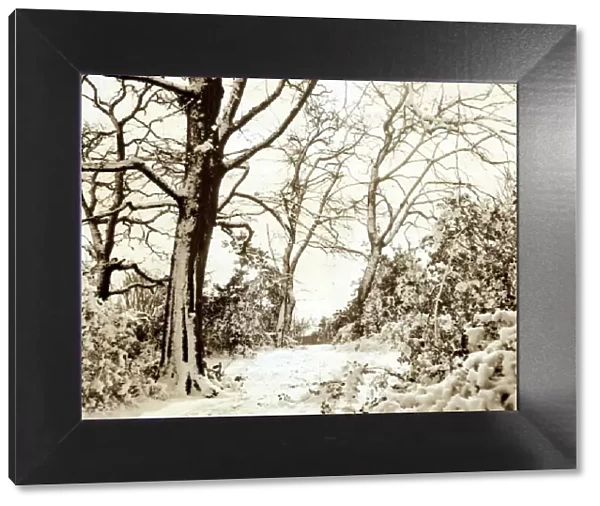 Hadley Common Hertfordshire - Weather Winter Scenes Snow Trees