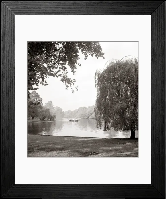 Framed Print : Weeping willow tree standing by the water Lake Trees Scenic landscape