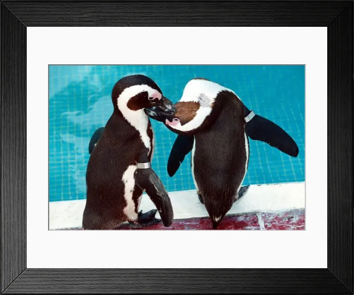 Framed Print : These two penguins have a romantic moment at the pool in London Zoo