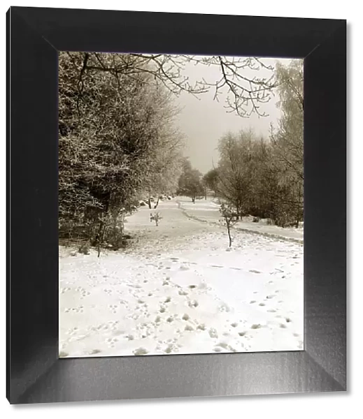 Tunbridge Wells Common Weather - Winter Snow Trees
