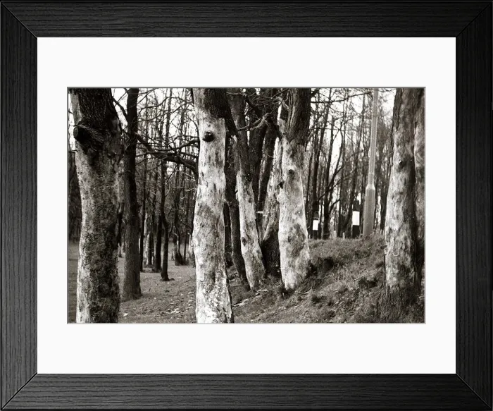 Framed Print : Dutch Elm Tree - trees tree bark Close up Woods Woodlands