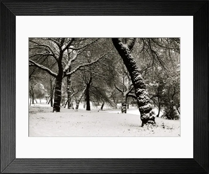 Framed Print : Queens Park Manchester Weather - Winter snow trees tree