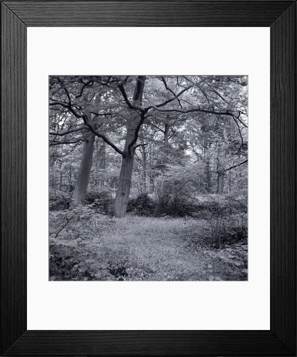 Framed Print : Bricket Wood Hertfordshire Weather seasons Spring Country Scene Framed Print : Bricket Wood Hertfordshire Weather seasons Spring Country Scene