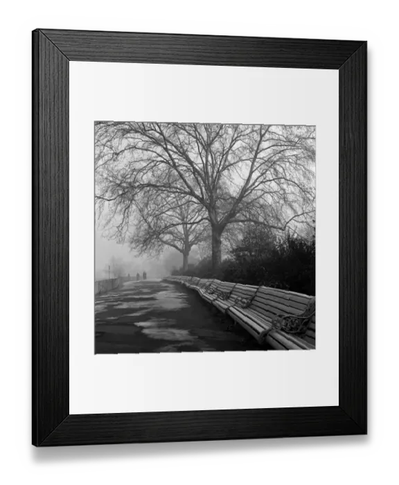 Framed Print : Park Benches lined up under the canopy of mature trees in their skeletal splendour Framed Print : Park Benches lined up under the canopy of mature trees in their skeletal splendour