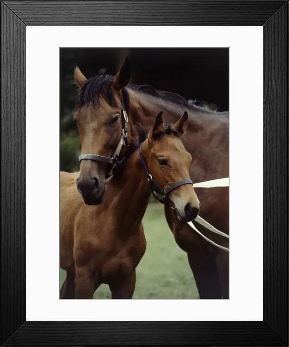 Framed Print : Millavera and her three months old filly foal Flashdance August 1983 Framed Print : Millavera and her three months old filly foal Flashdance August 1983