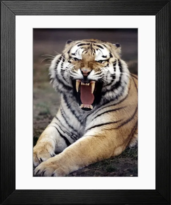Framed Print : A Siberian Tiger At London Zoo March 1984 Framed Print : A Siberian Tiger At London Zoo March 1984