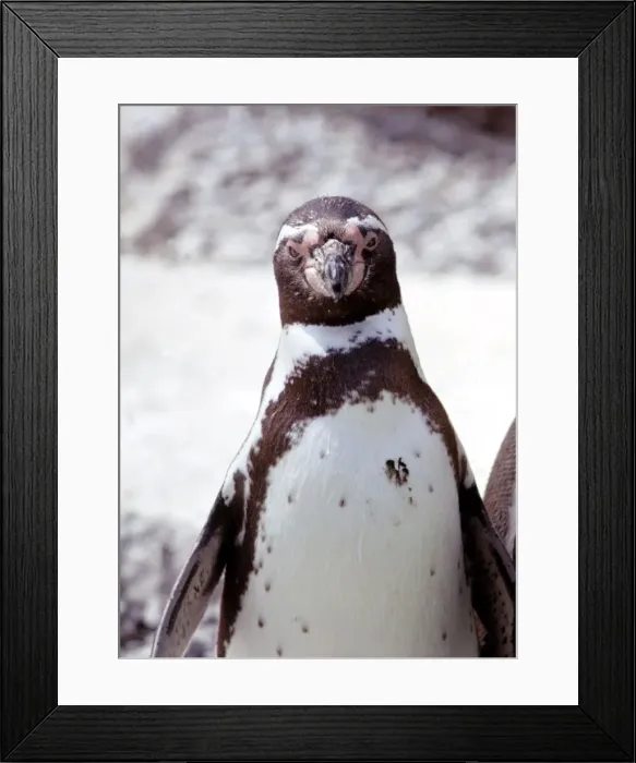 Framed Print : A humboldt penguins at Blackpool Zoo June 1976 Framed Print : A humboldt penguins at Blackpool Zoo June 1976