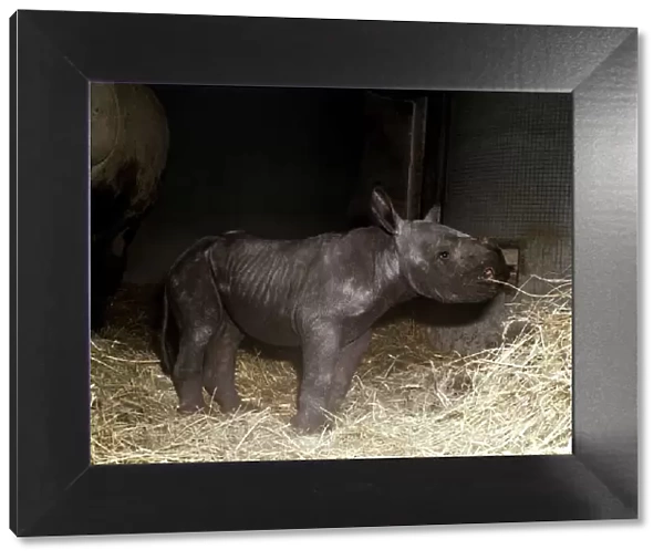Two days old baby rhinoceros Kes at London Zoo September 1978