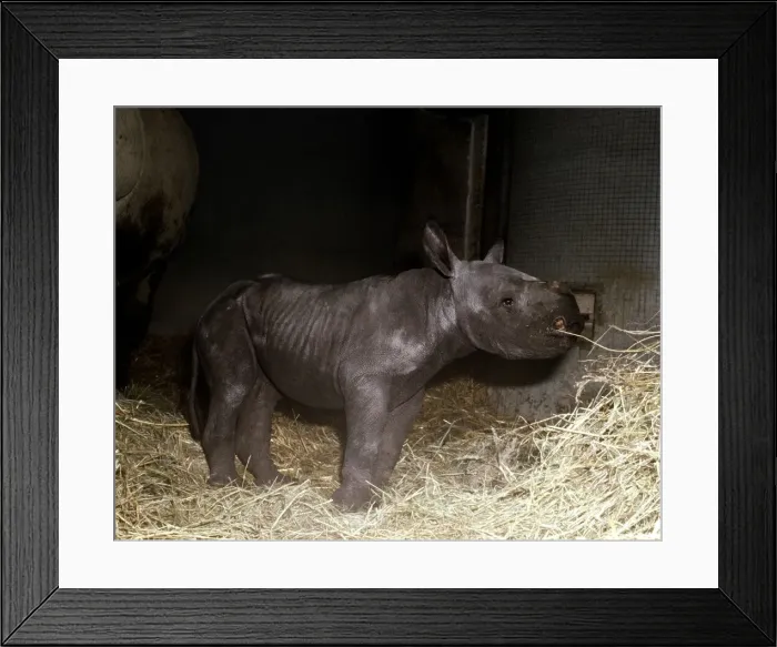 Framed Print : Two days old baby rhinoceros Kes at London Zoo September 1978 Framed Print : Two days old baby rhinoceros Kes at London Zoo September 1978