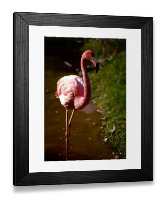 Framed Print : A flamingo at Chester Zoo October 1977 Framed Print : A flamingo at Chester Zoo October 1977