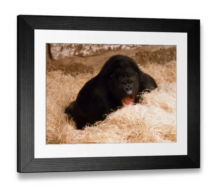 Framed Print : An expectant mother gorilla at Chester Zoo Circa 1980