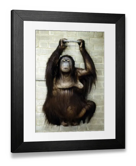 Framed Print : A baby orang-utan at London Zoo March 1984 Framed Print : A baby orang-utan at London Zoo March 1984