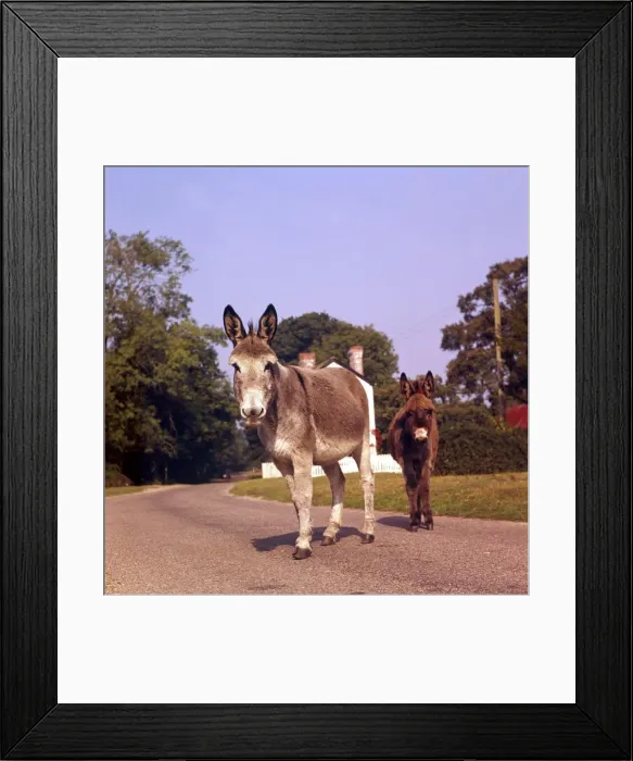 Framed Print : Donkeys on a country road January 1972