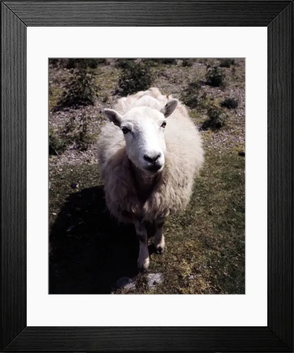 Framed Print : A sheep on the Radmorshire hills in Wales May 1973 Framed Print : A sheep on the Radmorshire hills in Wales May 1973