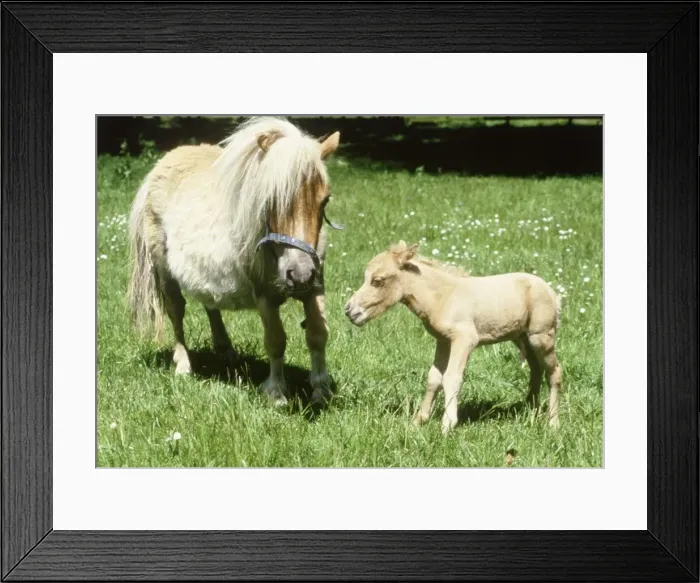 Framed Print : Falabella miniature horse Sandstorm with her one hour old foal Angelica at Kilverstone Framed Print : Falabella miniature horse Sandstorm with her one hour old foal Angelica at Kilverstone
