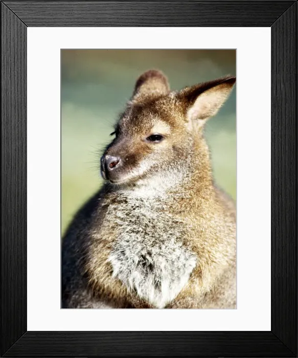 Framed Print : A Wallaby and her Baby at Calderpark Zoo in Glasgow February 1983 Framed Print : A Wallaby and her Baby at Calderpark Zoo in Glasgow February 1983