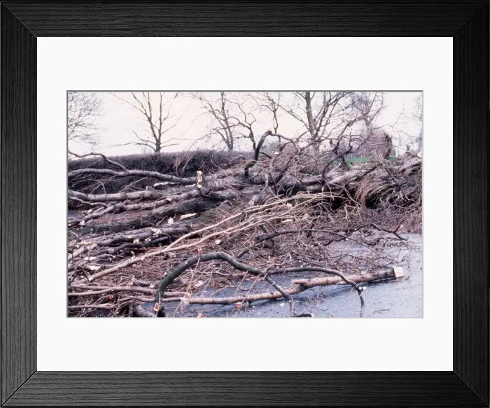 Framed Print : Fallen trees as a result of storm damage in Scotland February 1990 Framed Print : Fallen trees as a result of storm damage in Scotland February 1990