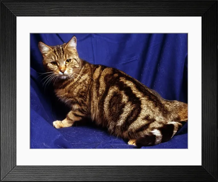 Framed Print : A silver tabby cat February 1989 Framed Print : A silver tabby cat February 1989