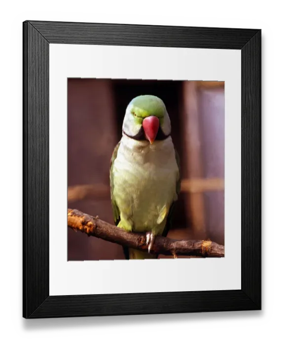 Framed Print : A colourful parakeet perched on a branch February 1989 Framed Print : A colourful parakeet perched on a branch February 1989