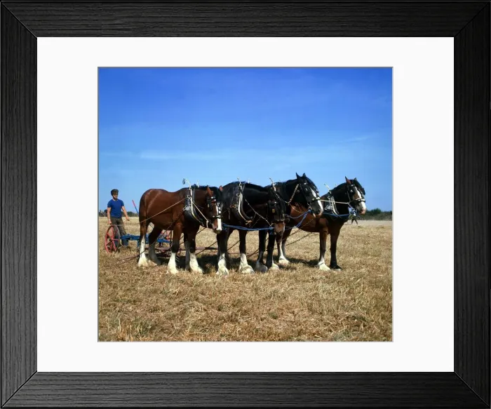 Framed Print : A team of four shire horses at work ploughing the fields in Cornwall April 1973 Framed Print : A team of four shire horses at work ploughing the fields in Cornwall April 1973