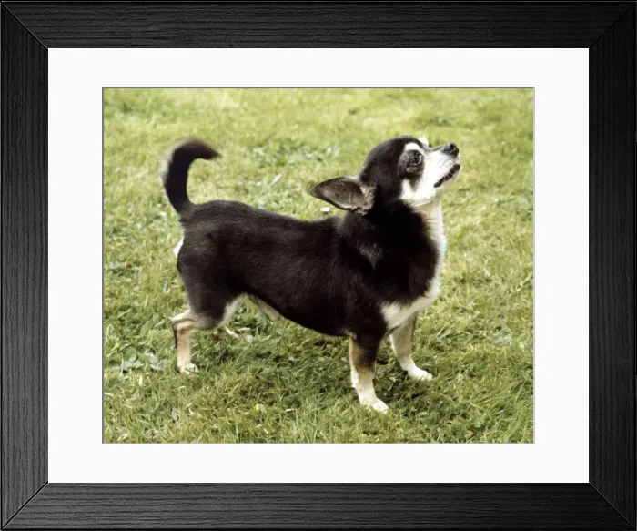 Framed Print : Portrait of a Chihuahua dog June 1987 Framed Print : Portrait of a Chihuahua dog June 1987