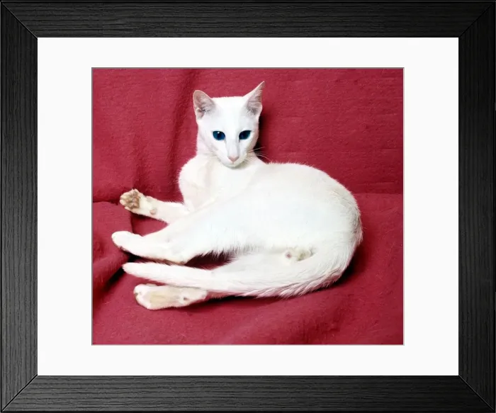 Framed Print : A foreign white cat February 1989 Framed Print : A foreign white cat February 1989