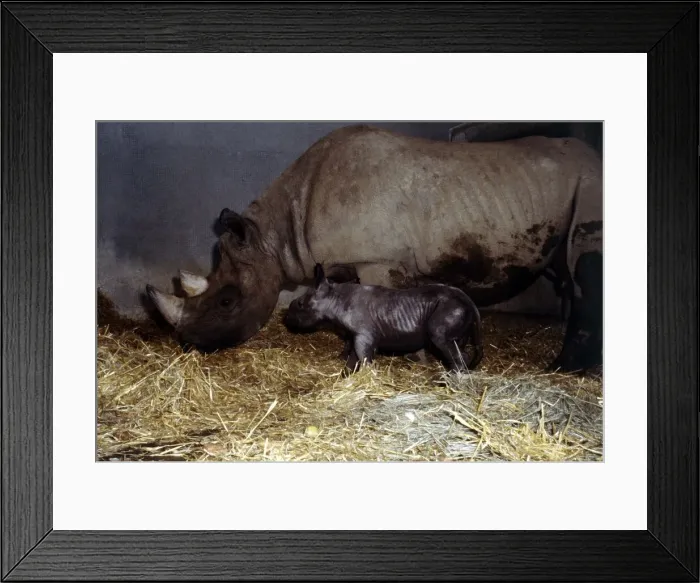 Framed Print : Mother rhinoceros June with her two days old baby Kes at London Zoo September 1978