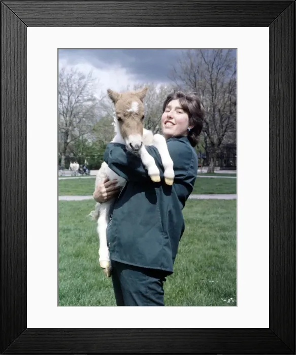 Framed Print : A woman holding Little Mull'a miniature Shetland pony foal May 1983 Framed Print : A woman holding Little Mull'a miniature Shetland pony foal May 1983
