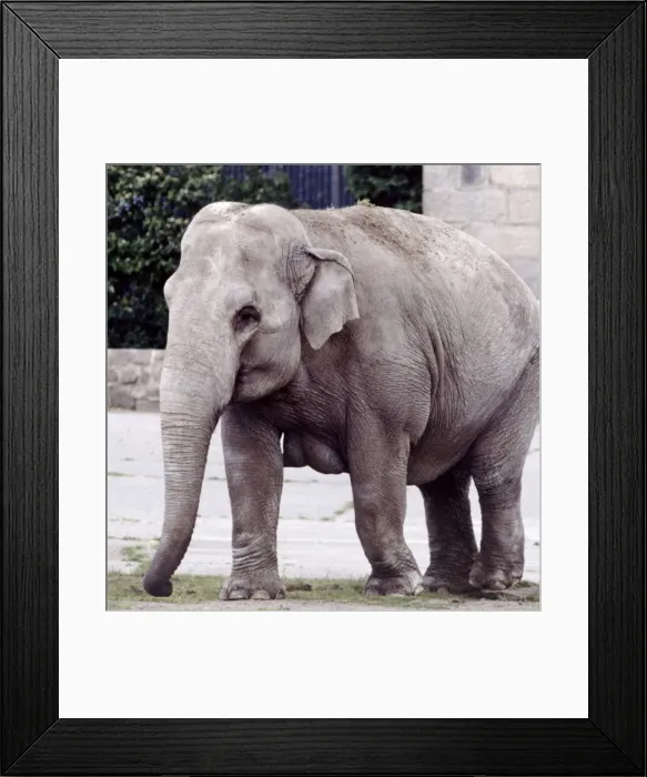 Framed Print : An indian elephant at a zoo in England Circa 1980 Framed Print : An indian elephant at a zoo in England Circa 1980