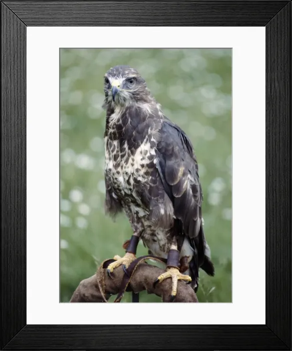 Framed Print : A hunting falcon at the Game Show at Broughton Hall in Torkshire July 1979