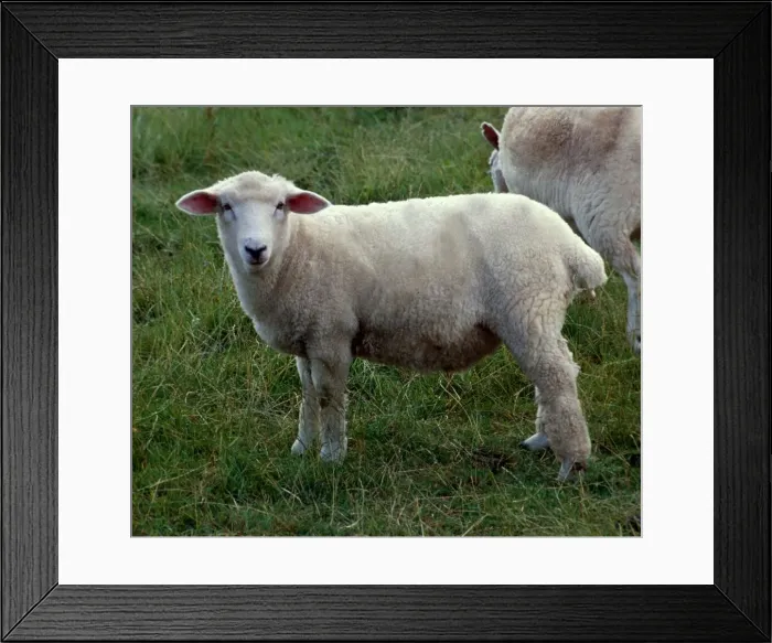 Framed Print : Oxford Down sheep at a farm in England January 1980 Framed Print : Oxford Down sheep at a farm in England January 1980