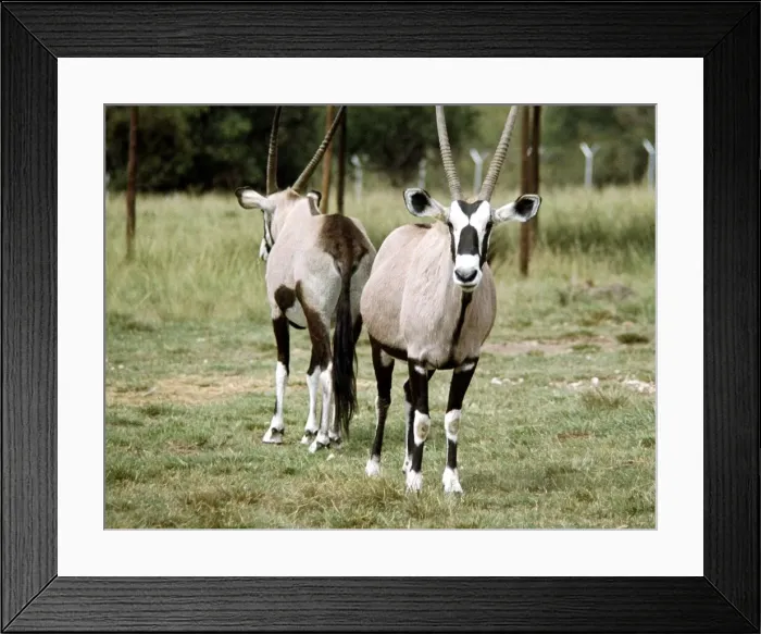 Framed Print : Antelopes at Lion Park in Johannesburg South Africa April 1973