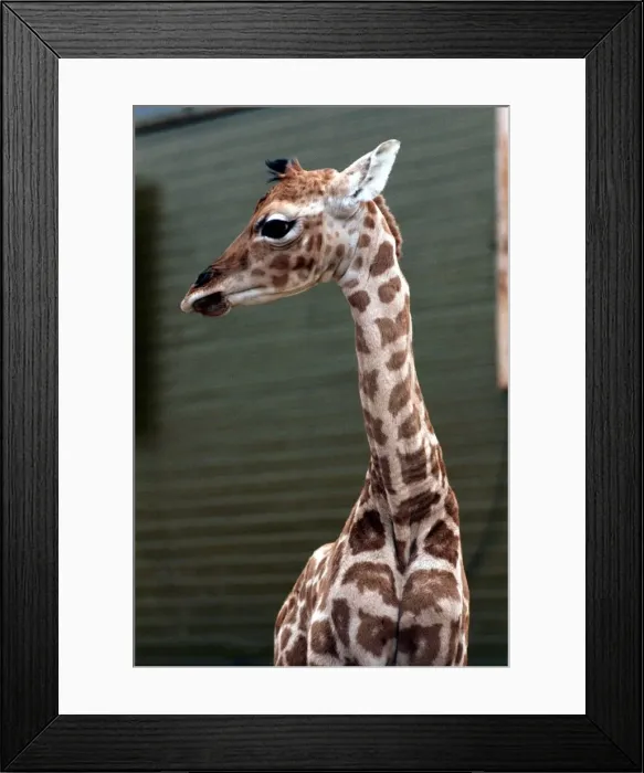 Framed Print : Baby Giraffe Catriona at Blair Drummond Safari Park. April 1973 Framed Print : Baby Giraffe Catriona at Blair Drummond Safari Park. April 1973