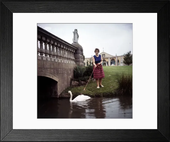 Framed Print : Mrs Jean Rubenius letting out her blind swan Lucifer on the river at Upper Basildon Framed Print : Mrs Jean Rubenius letting out her blind swan Lucifer on the river at Upper Basildon