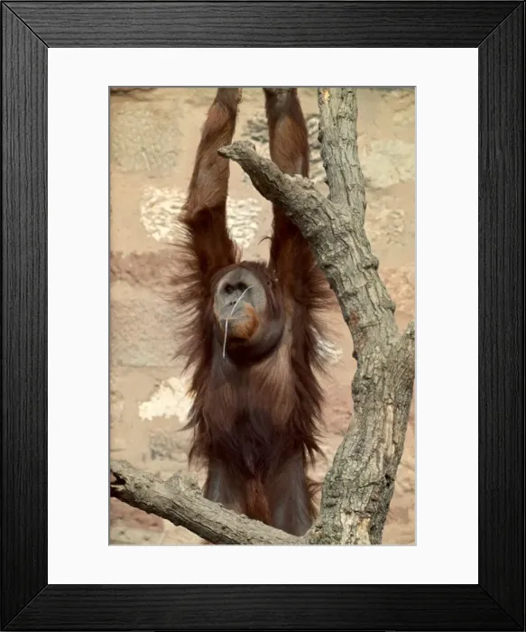 Framed Print : Monkey hanging from a tree whilst chewing on a stick in Chester Zoo June 1969 Framed Print : Monkey hanging from a tree whilst chewing on a stick in Chester Zoo June 1969